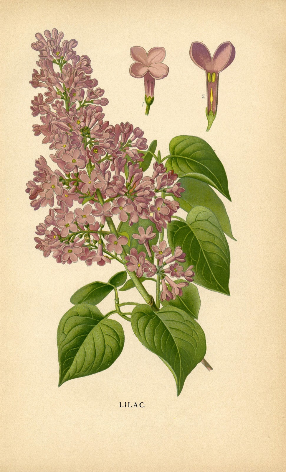 Free Printable Vintage Floral Hd Pictures Jpg