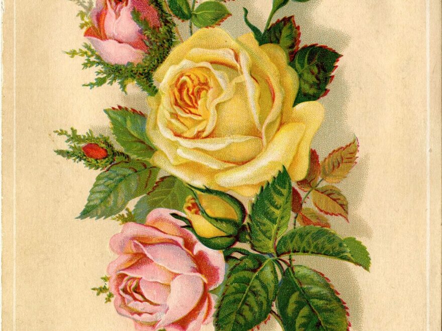 672 Vintage Flower Images The Graphics Fairy