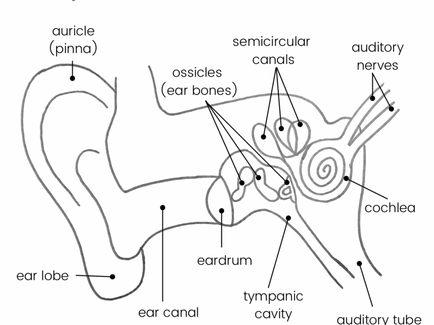 Anatomy Of An Ear FREE PRINTABLE Playdough Mat And The Best Homemade Playdough Recipe Blog DIY Resources Kid Lab A Nonprofit Makerspace In Raleigh NC