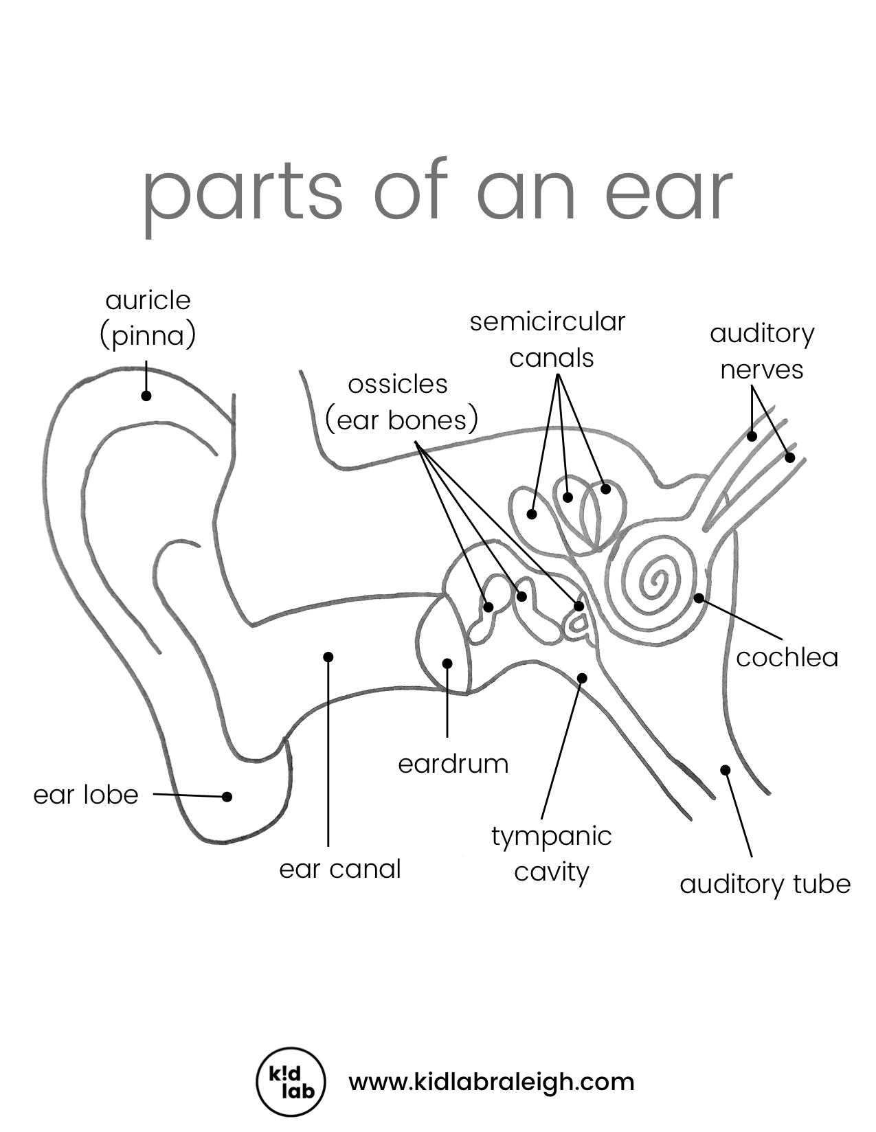 Anatomy Of An Ear FREE PRINTABLE Playdough Mat And The Best Homemade Playdough Recipe Blog DIY Resources Kid Lab A Nonprofit Makerspace In Raleigh NC