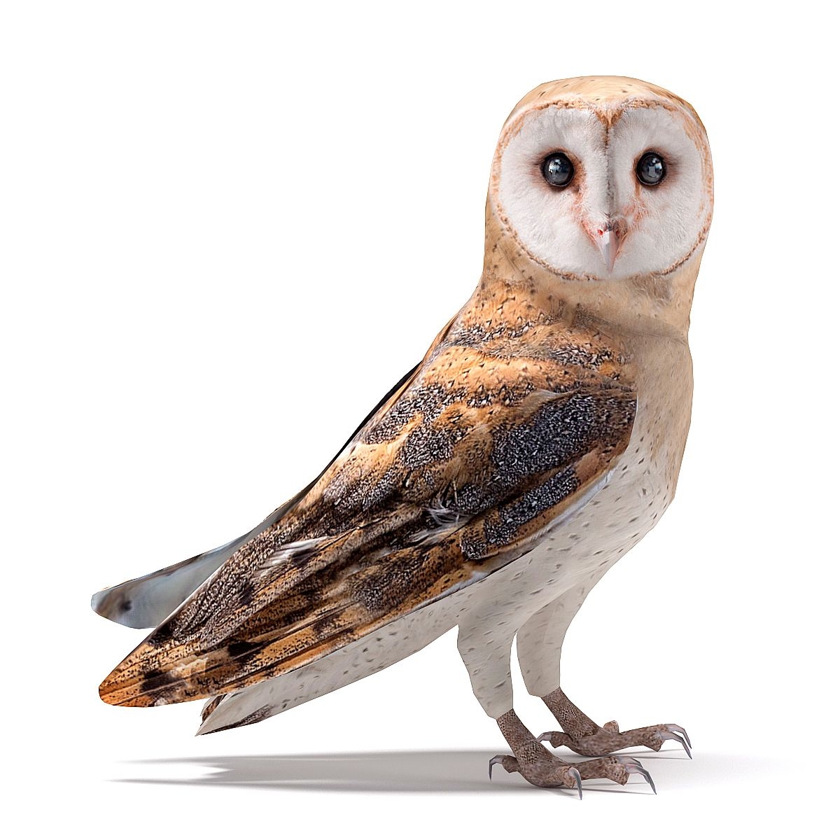 Barn Owl 3D Models Download Free3D