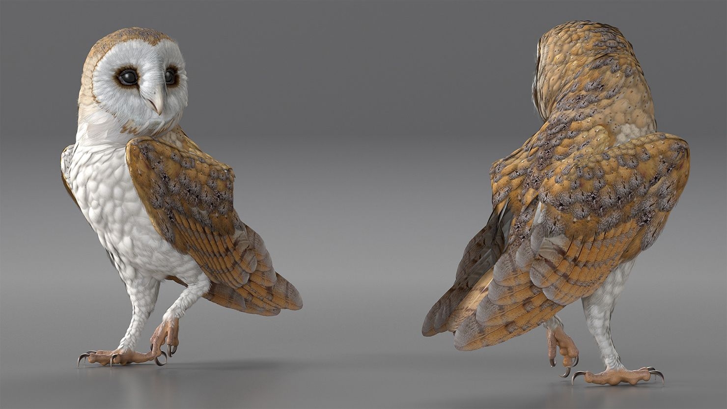 Printable 3D Barn Owl Model