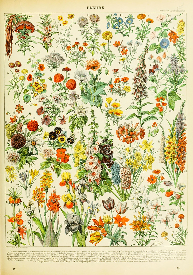 Beautiful Free Vintage Flower Pictures To Download Picture Box Blue