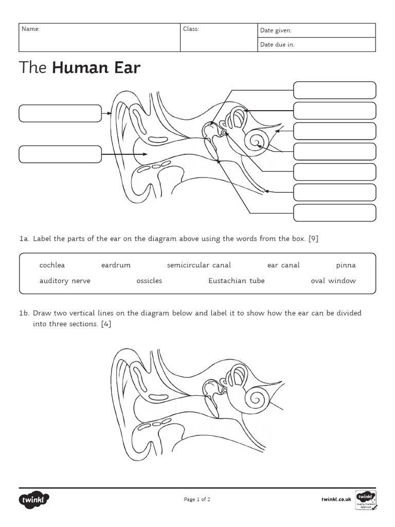 Ear Anatomy Worksheet Learn The Structure Of The Human Ear Worksheets Library