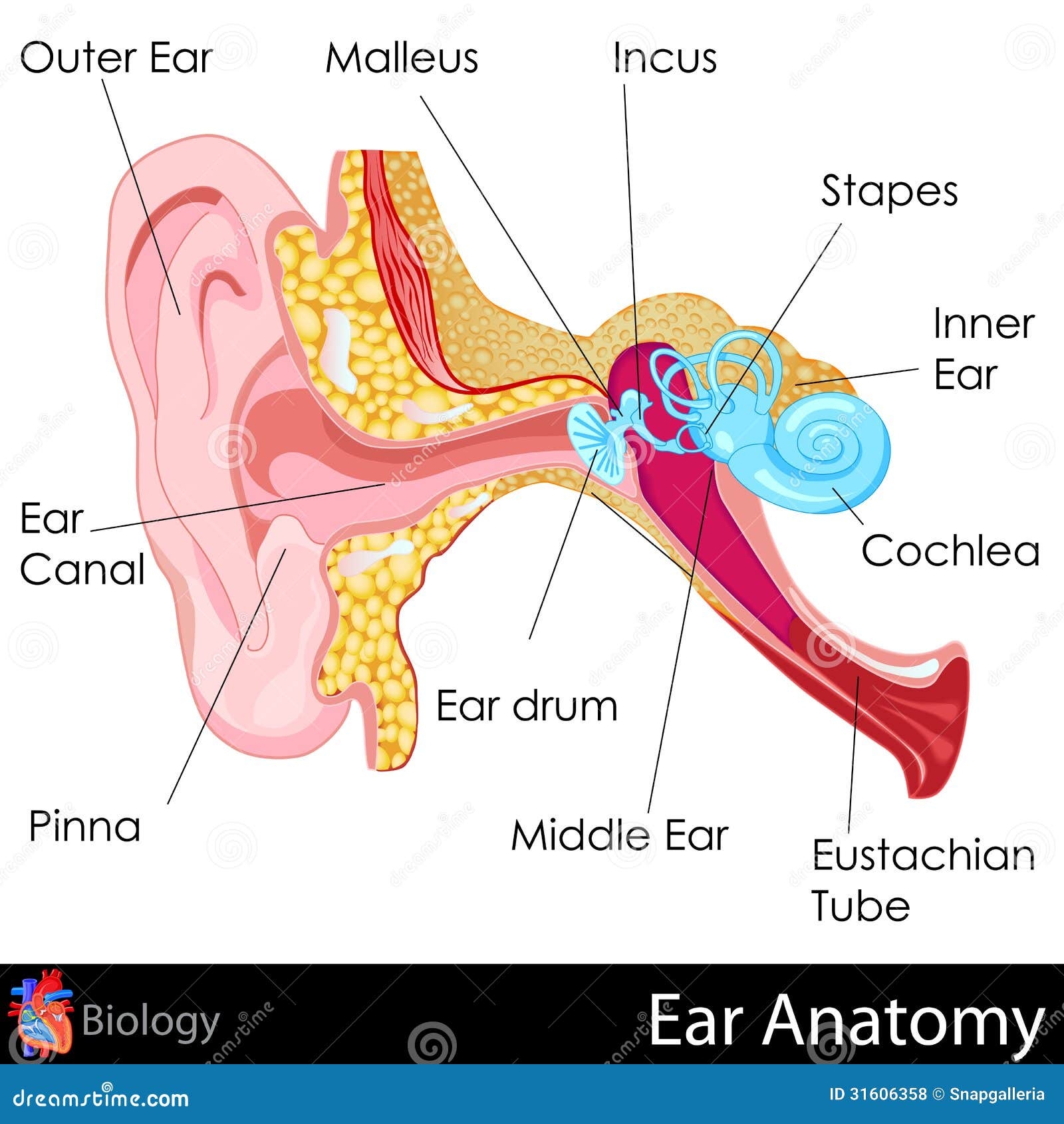 Ear Art Stock Illustrations 66 257 Ear Art Stock Illustrations Vectors Clipart Dreamstime
