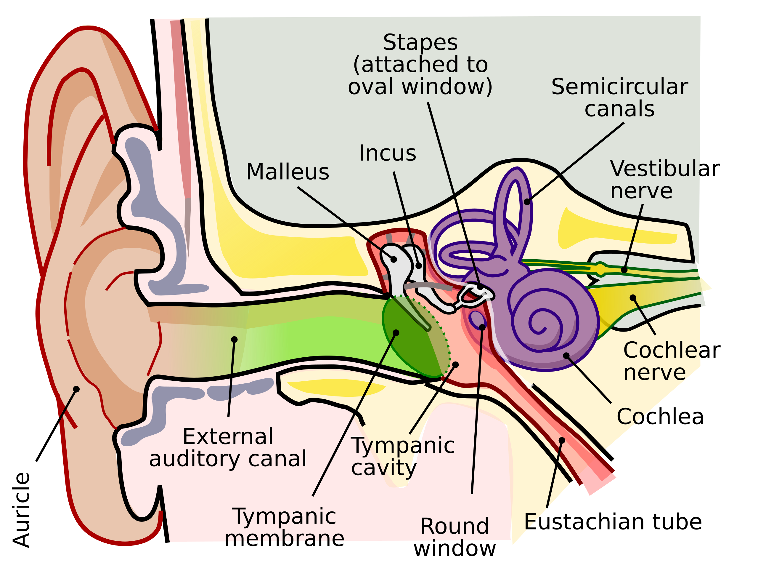 File Anatomy Of The Human Ear svg Wikipedia