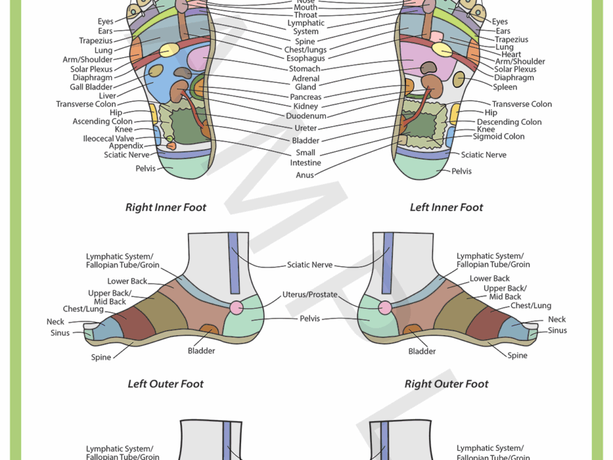 Foot Reflexology Chart Raynor College Of Massage Natural Therapies