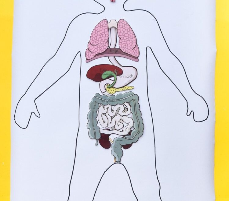 Free Printable Life Size Organs For Studying Human Body Anatomy With