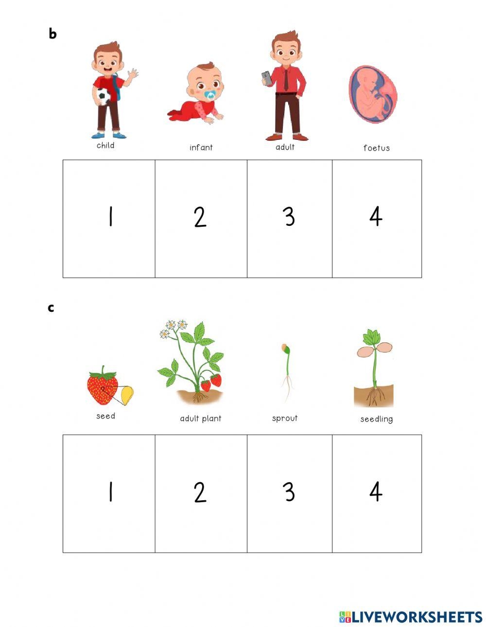 Living Things Change And Grow Worksheet Live Worksheets Worksheets Library