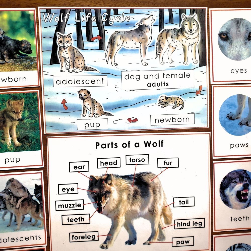 Parts Of A Wolf Life Cycle Facts Characteristics