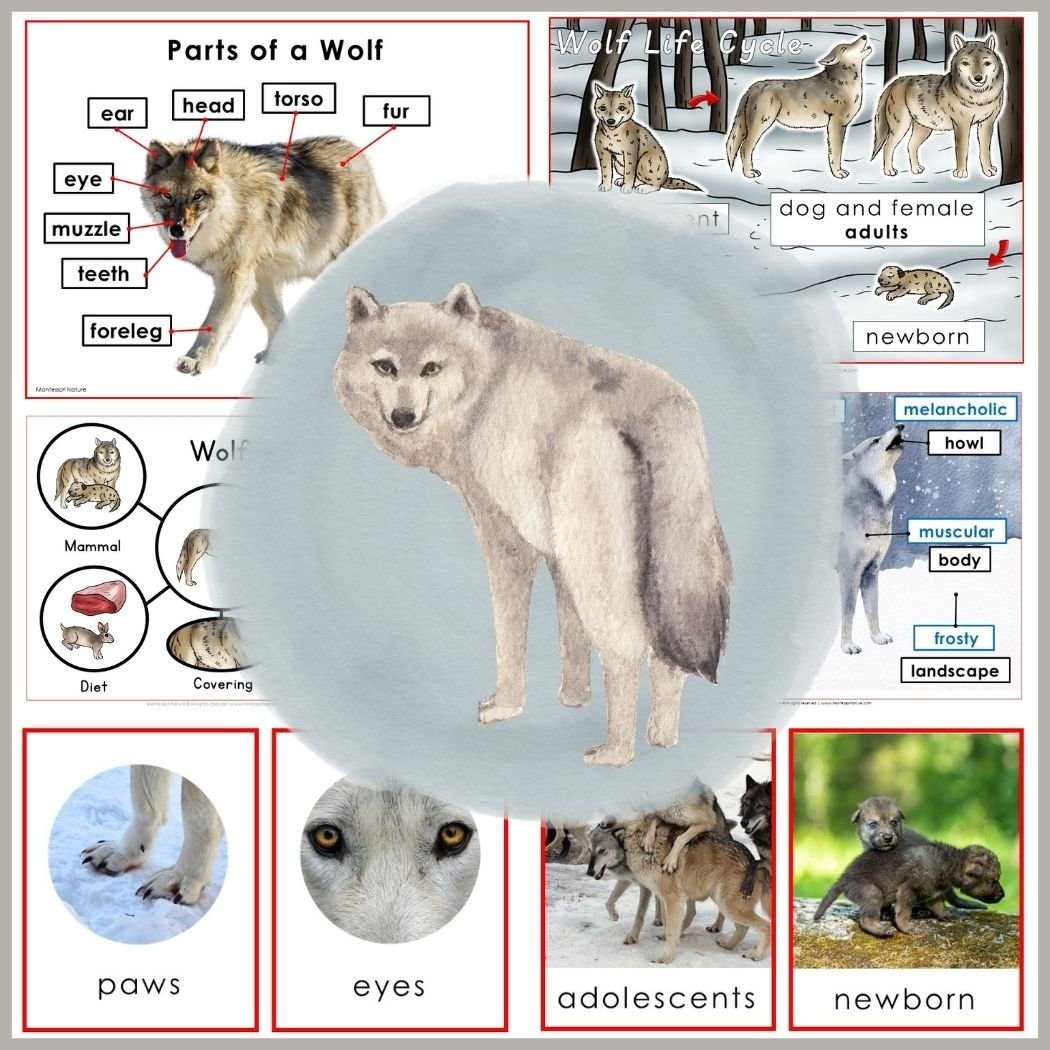 Parts Of A Wolf Life Cycle Facts Characteristics
