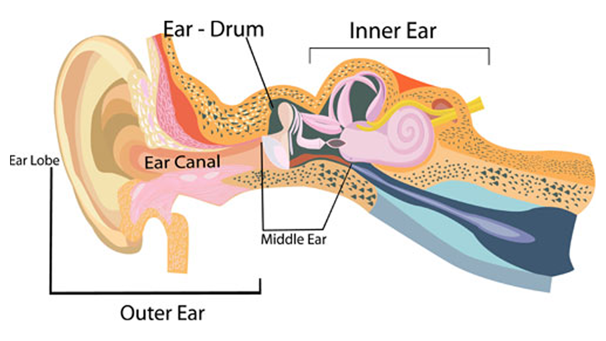 Parts Of The Ear Parent Guides To Hearing Loss CDC