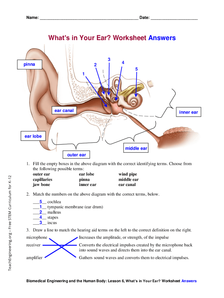 Printable Diagram Of The Ear
