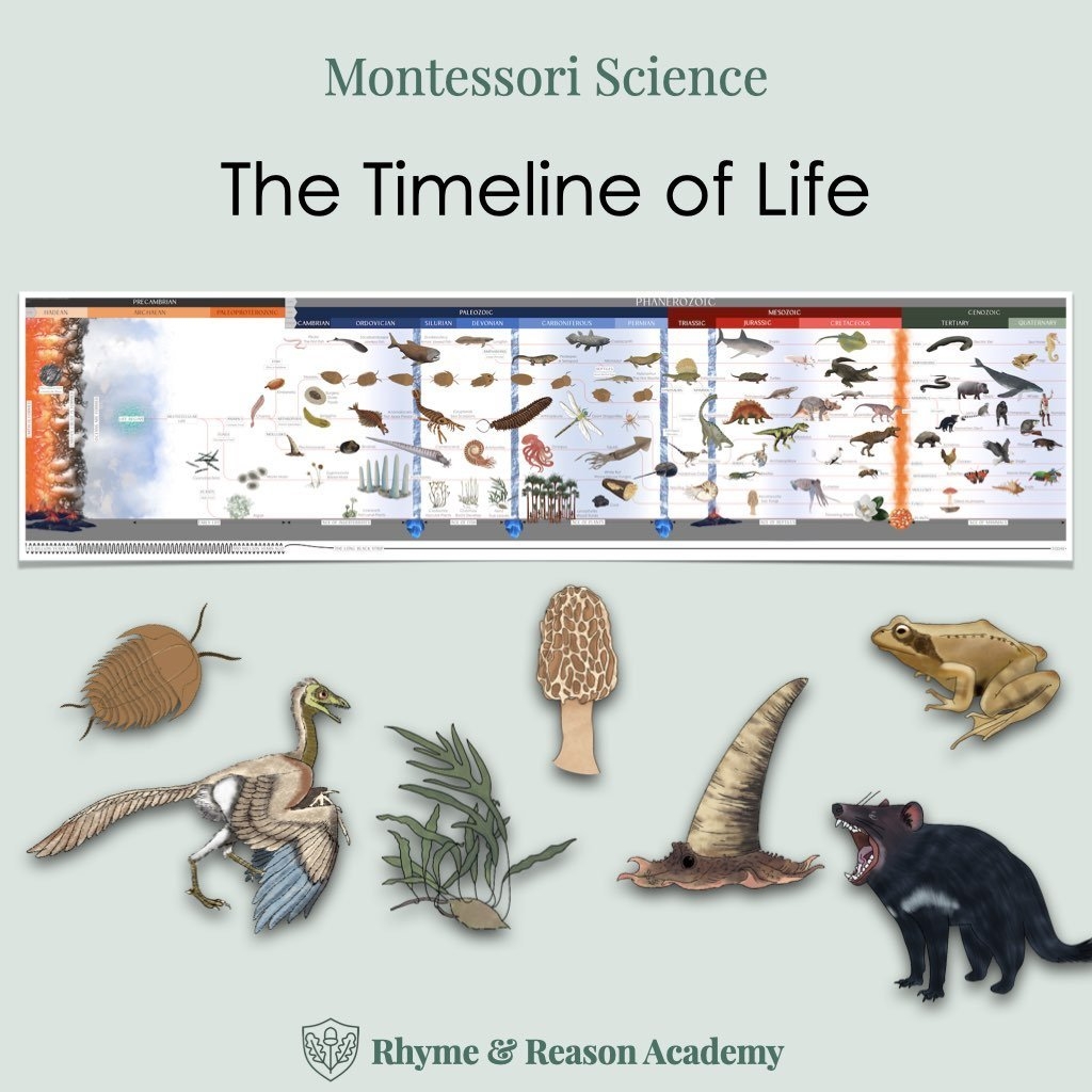 Printable Timeline Of Life Montessori Second Great Lesson Rhyme And Reason Academy