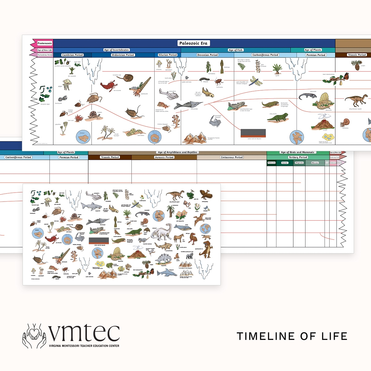 Timeline Of Life Virginia Montessori Teacher Education Center