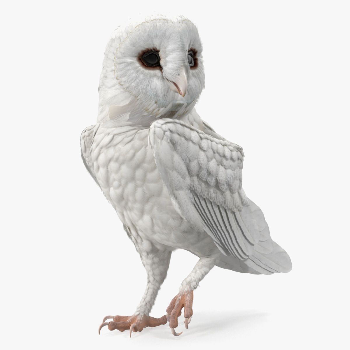 White Barn Owl Standing 3D Model 129 3ds blend c4d fbx ma obj max Free3D
