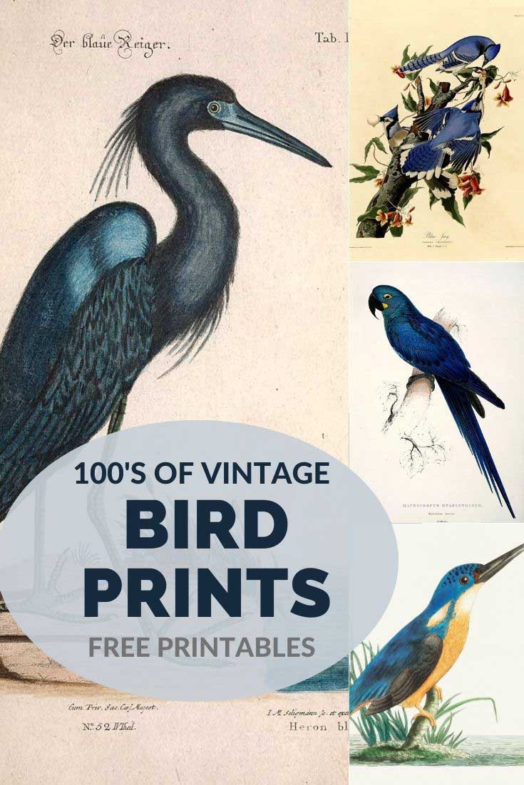 Birds Picture Box Blue