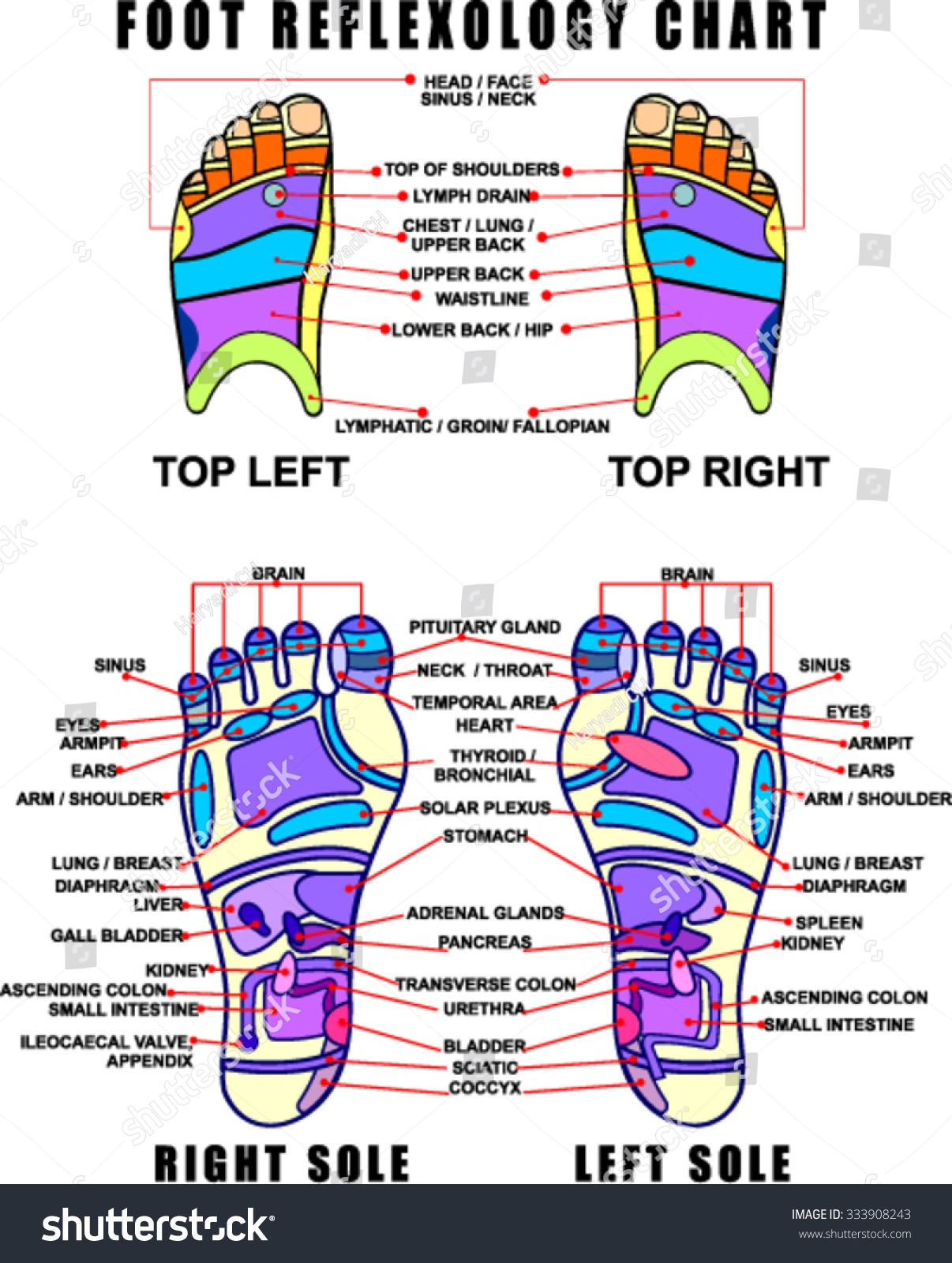 Foot Reflexology Chart Accurate Description Corresponding Stock Vector Royalty Free 333908243 Shutterstock