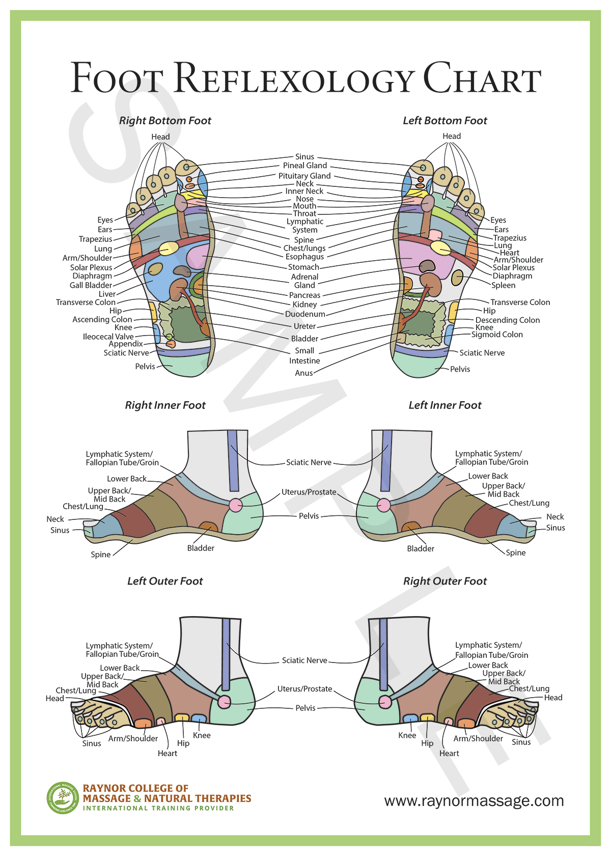 Foot Reflexology Chart Raynor College Of Massage Natural Therapies