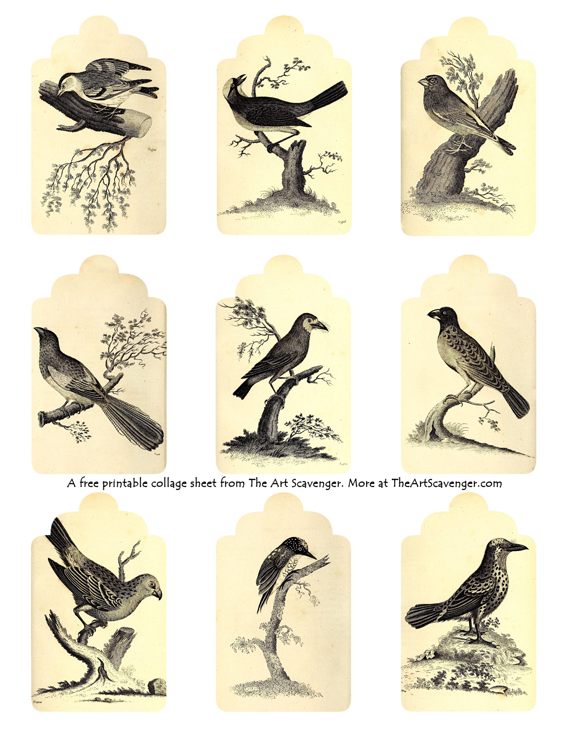 Free Printable Vintage Bird Illustration Collage Sheets The Art Scavenger