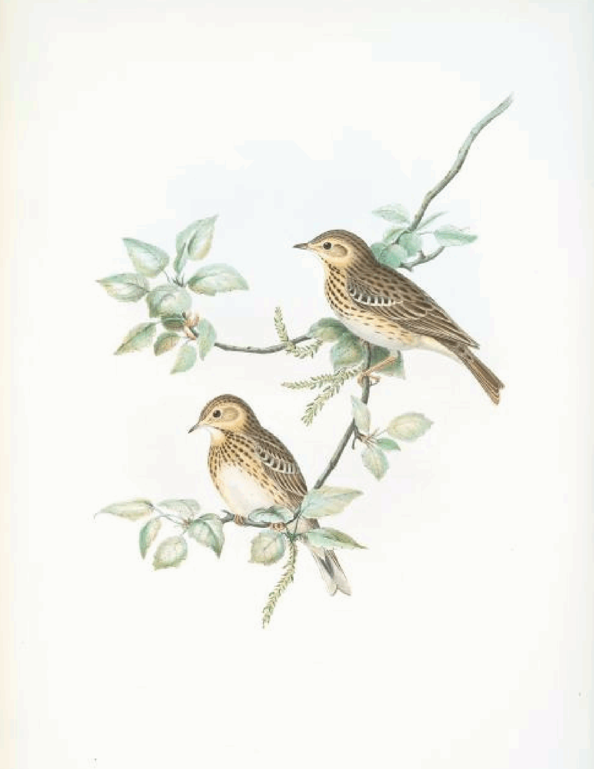 Free Printable Vintage Bird Prints