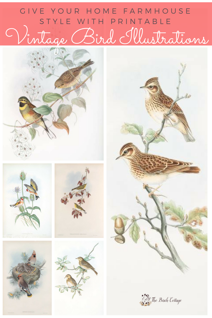 Welcome Spring With 6 Printable Vintage Bird Illustrations The Birch Cottage
